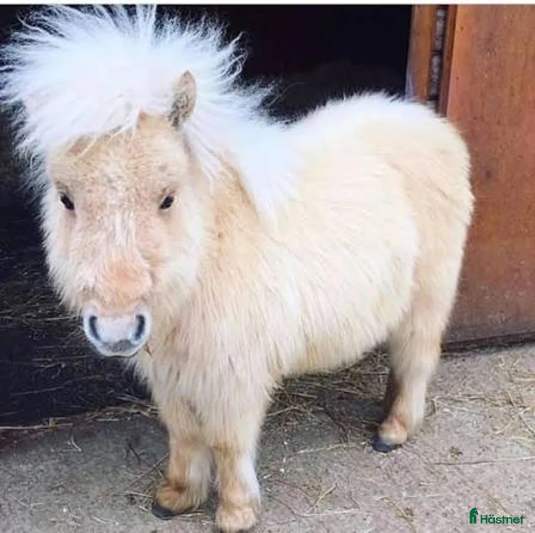  medryttarhäst sökes: Medryttarhäst sökes. Shettis eller B ponny - Annons 1