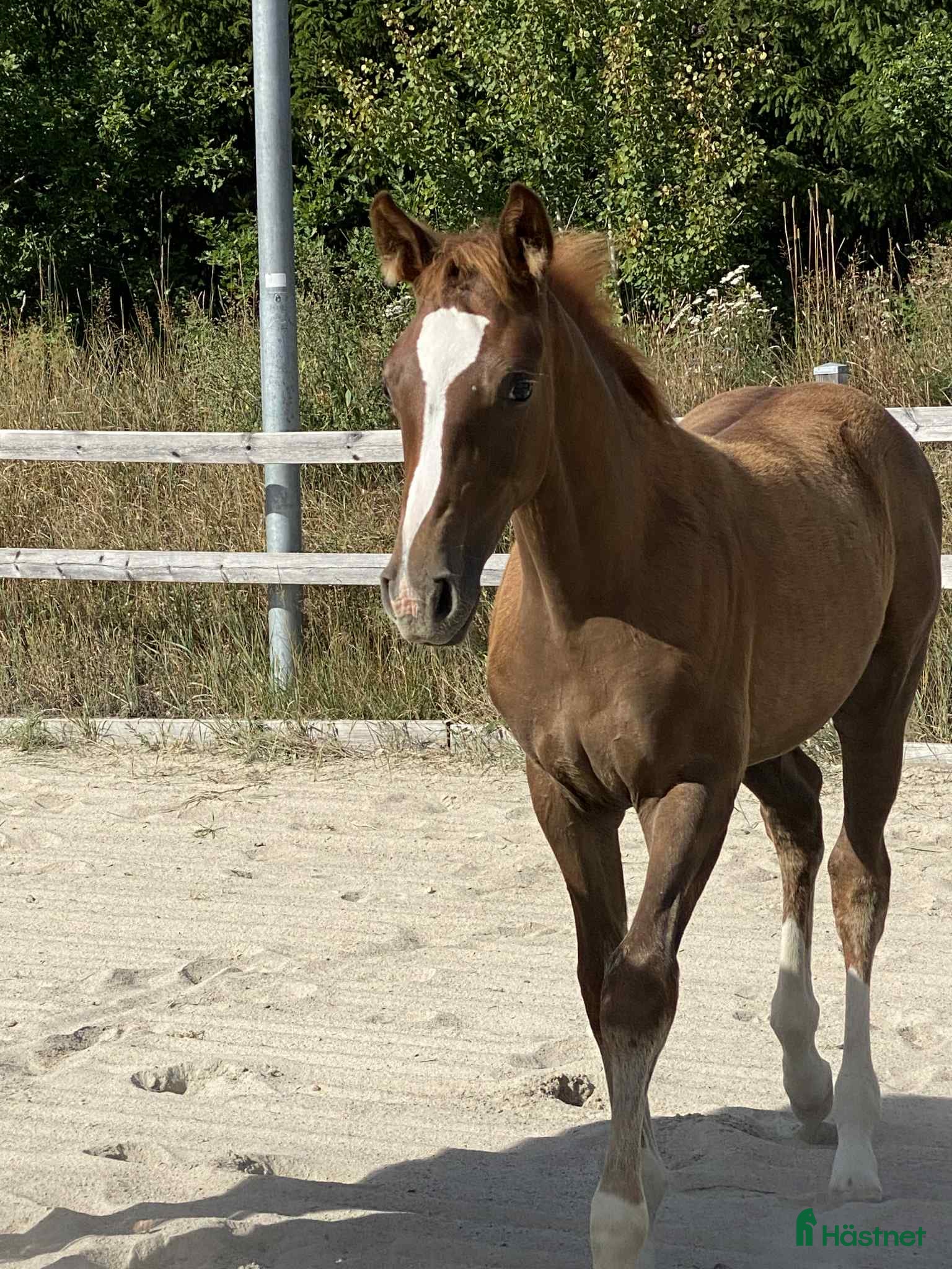  hästar Framtids stjärna  i Hässleholm - Annons 18