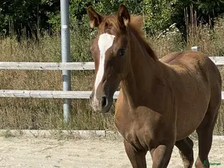 hästar Framtids stjärna i Hässleholm - Annons 16