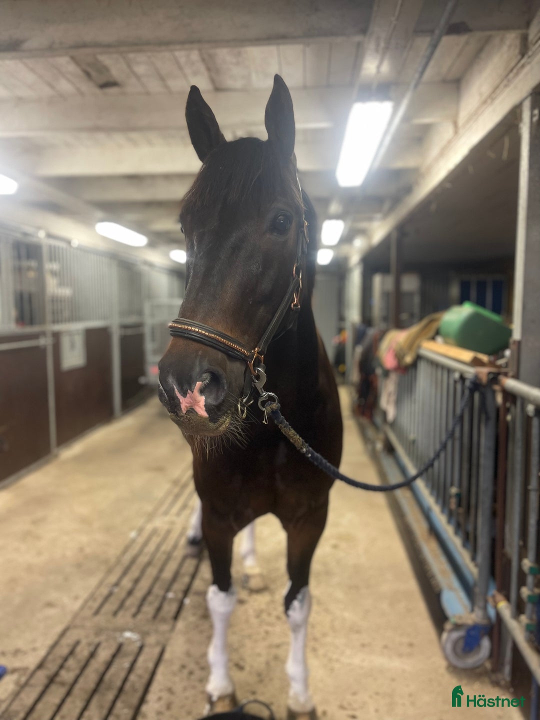 Allround hästar till salu: Lyxig Hobbyhäst i Båstad - Annons 3
