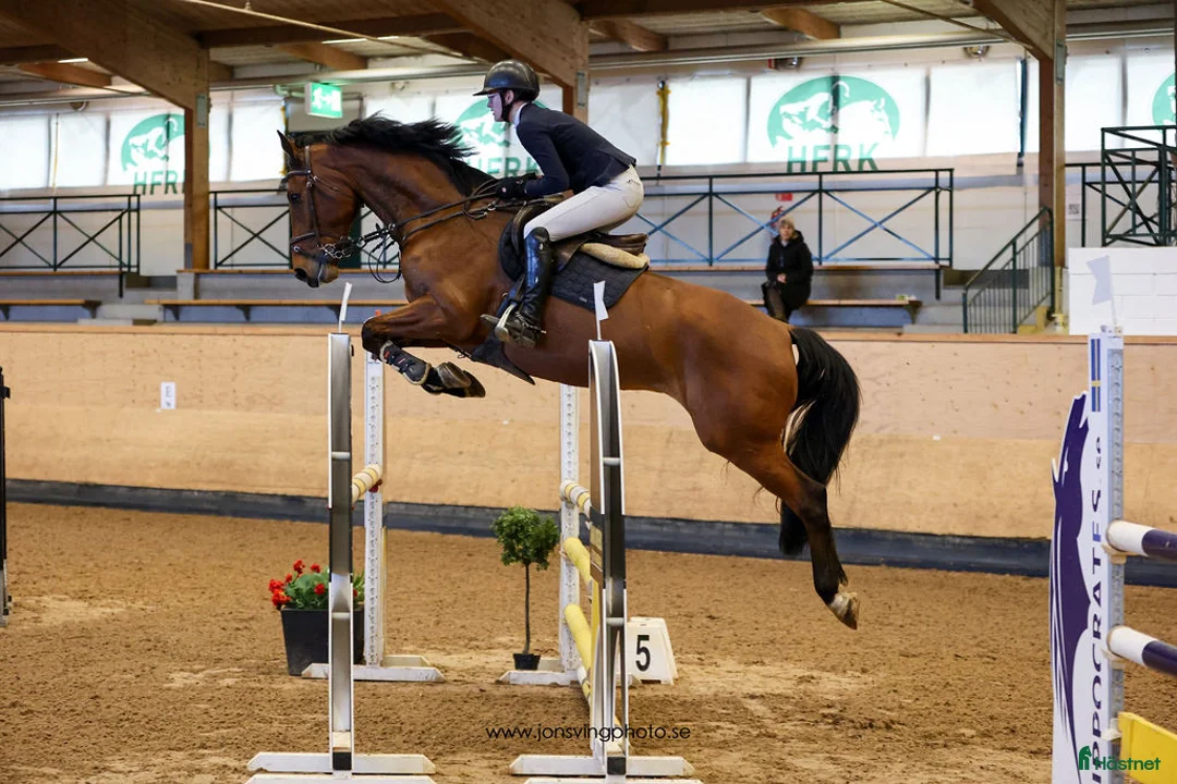 Hoppning hästar till salu: Svårklasshäst i Eldsberga - Annons 1