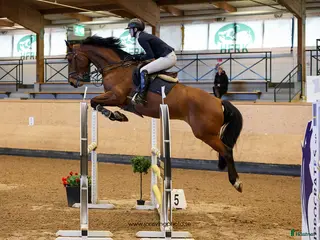 hästar Svårklasshäst i Eldsberga - Annons 4