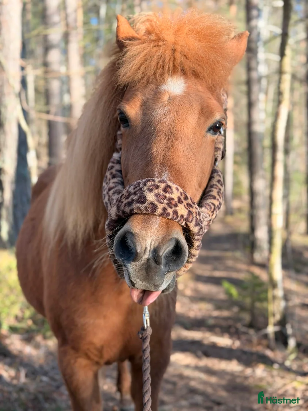 Island hästar till salu: *Reserverad* Islandssto 15 år - Annons 1