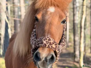 hästar *Reserverad* Islandssto 15 år - Annons 7