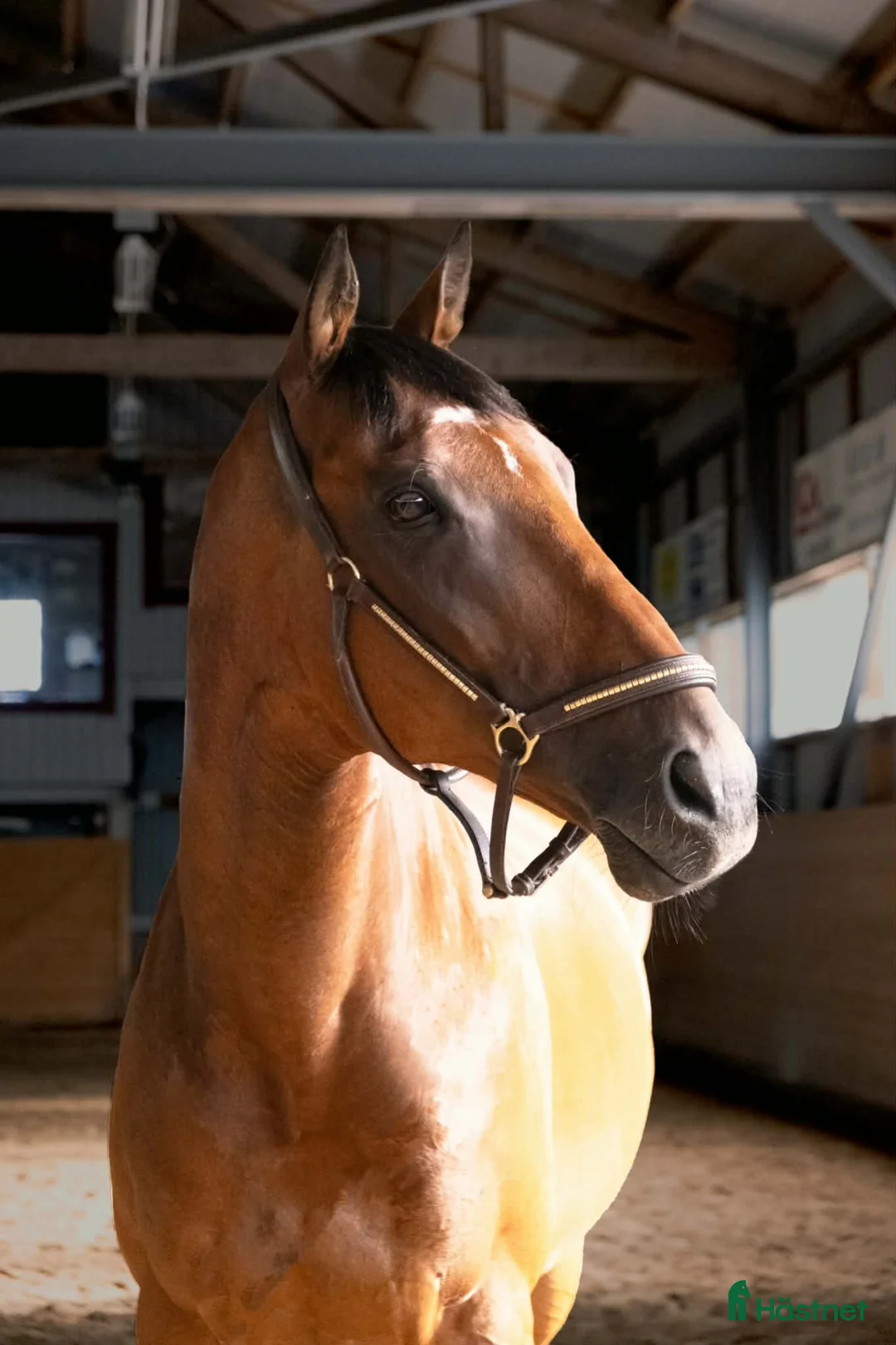 Allround hästar till salu: Fullblodsvalack säljes i Nora - Annons 2