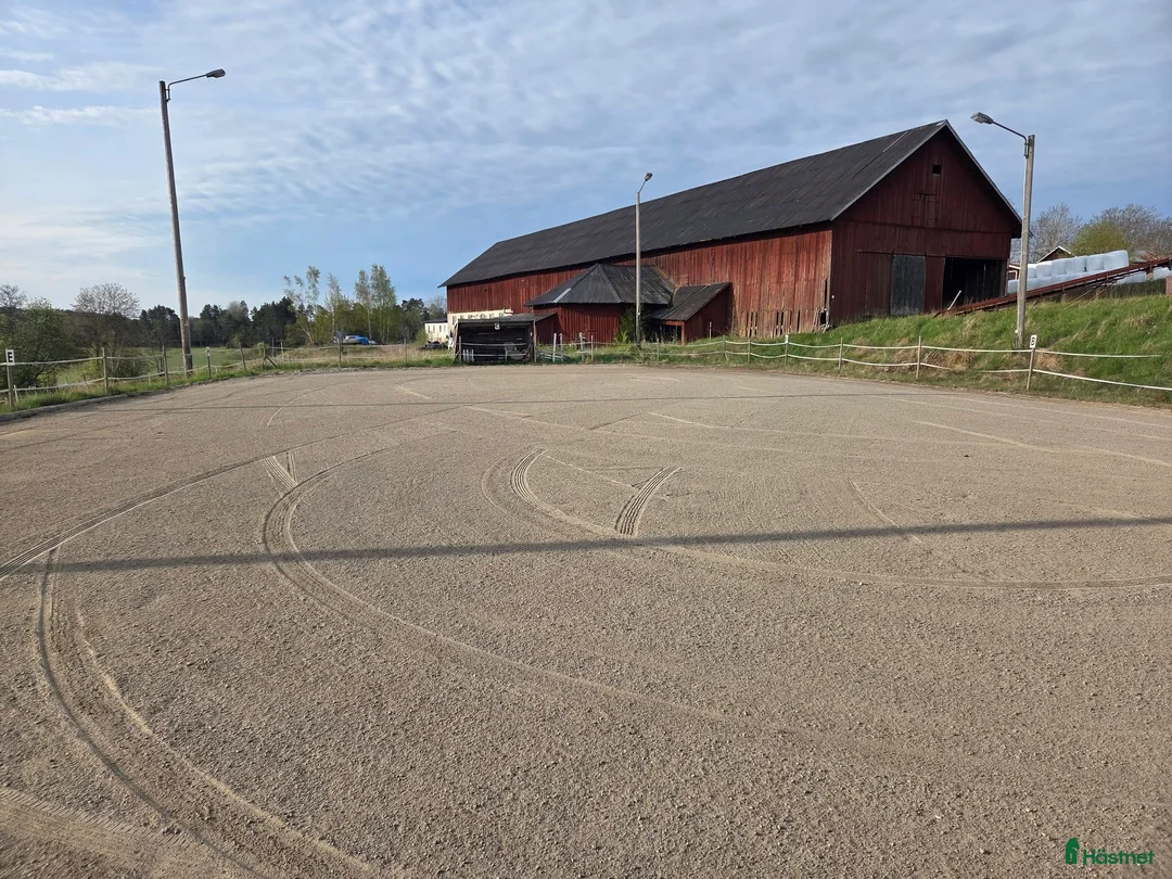  stallplats finnes: Islandsvalack Brottby - Annons 5