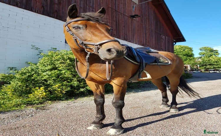  foderhäst i Uppsala - Annons 9