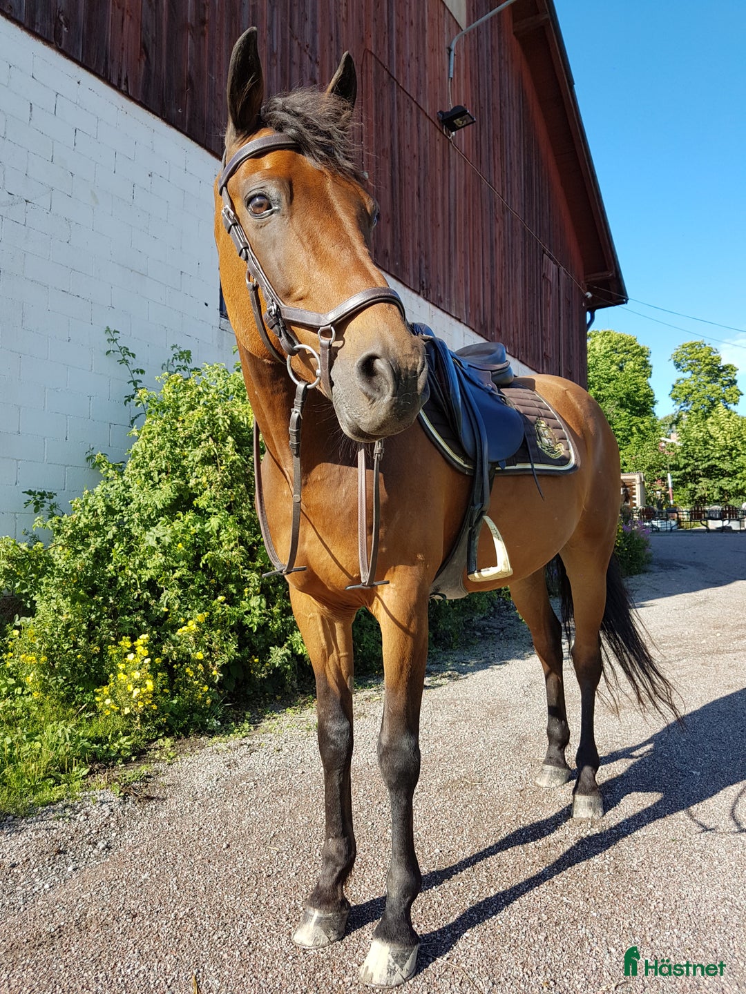  foderhäst finnes: Läromästare söker fodervärd! i Uppsala - Annons 1