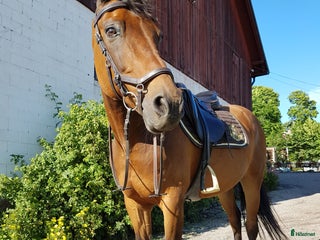 foderhäst Läromästare söker fodervärd! i Uppsala - Annons 9