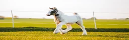 Allround hästar till salu: Fantastisk Irish cob hingstföl  - Annons 5