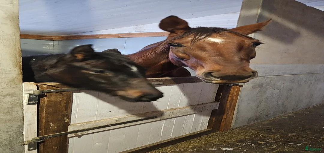 Galleribild {{count}}