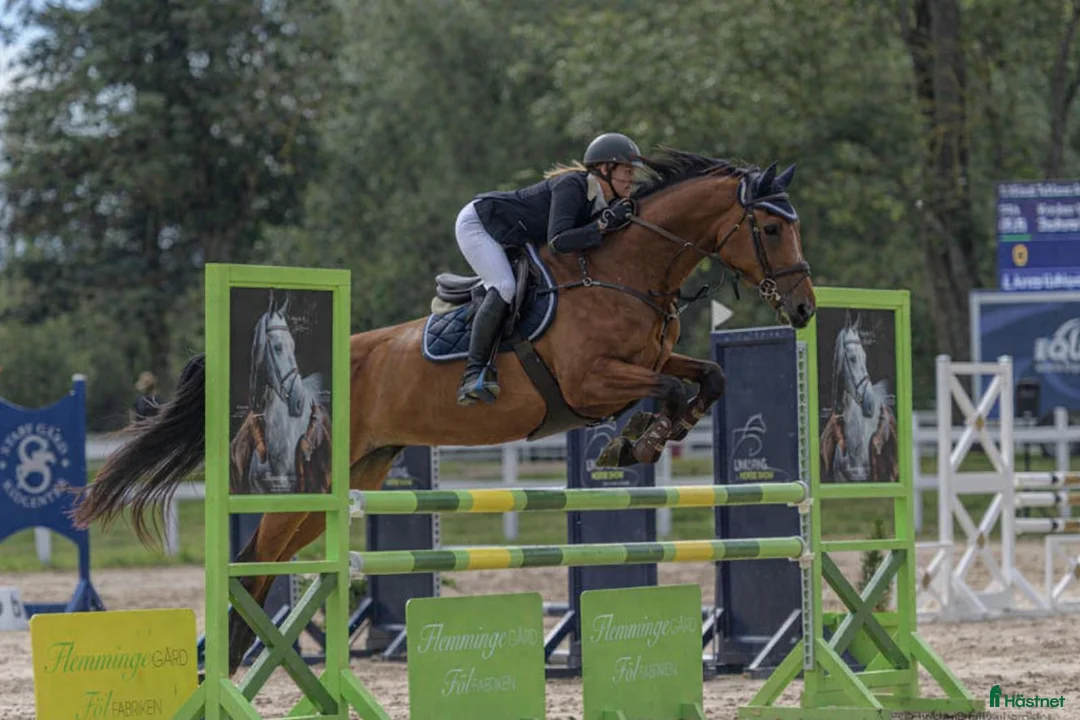 Hoppning hästar till salu: SWB-sto -13 i Linköping - Annons 1