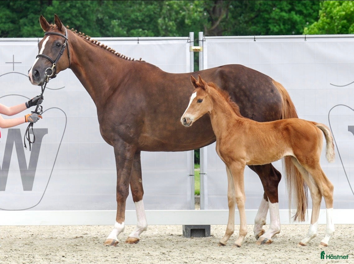  hästar Fint sto för avel  i Anderslöv - Annons 9