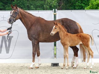 hästar Fint sto för avel i Anderslöv - Annons 4