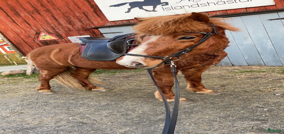 Galleribild {{count}}