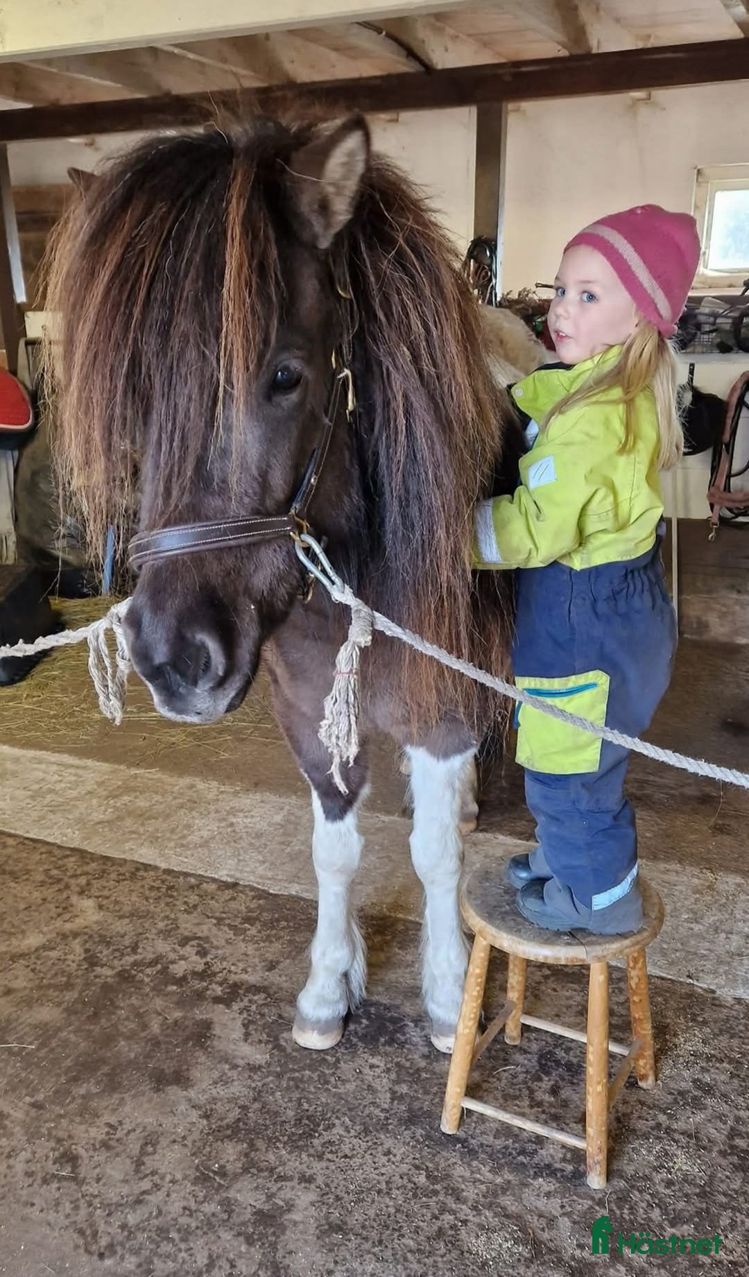Övrigt hästar till salu: Islandssto i Åseda - Annons 7
