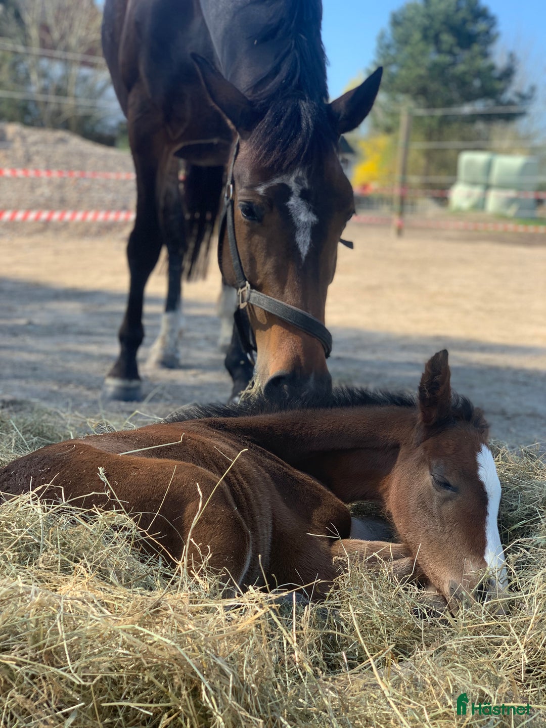 Avelshästar hästar till salu: Top avlshoppe sælges, hophest - Annons 15