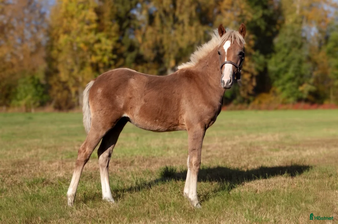 Allround hästar till salu: Welsh partbred föl  - Annons 2