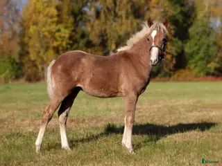 hästar Welsh partbred föl - Annons 2