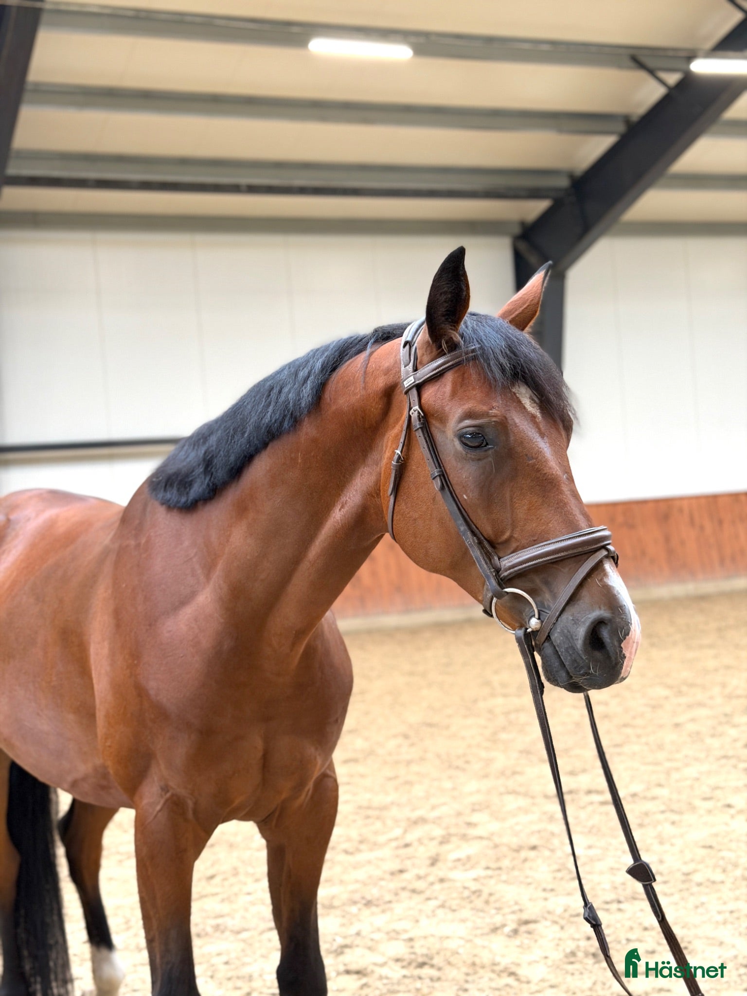  hästar A true diamond exeptionaly easy to ride! - Annons 1