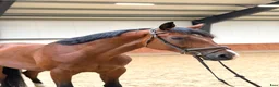 Allround hästar till salu: A true diamond exeptionaly easy to ride! - Annons 3