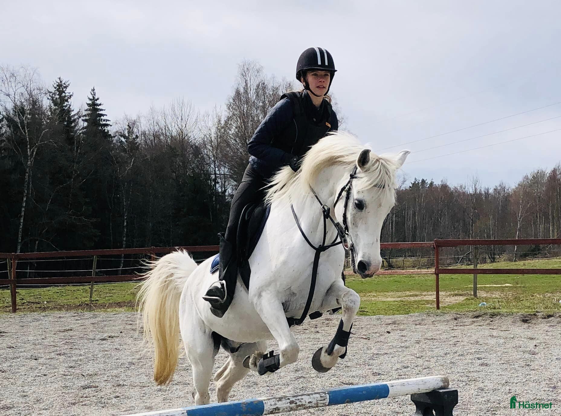  medryttarhäst finnes: Medryttare till 2 D-ponnies sökes i Västerhaninge - Annons 23