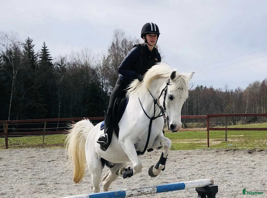  medryttarhäst finnes: Medryttare till 2 D-ponnies sökes i Västerhaninge - Annons 1
