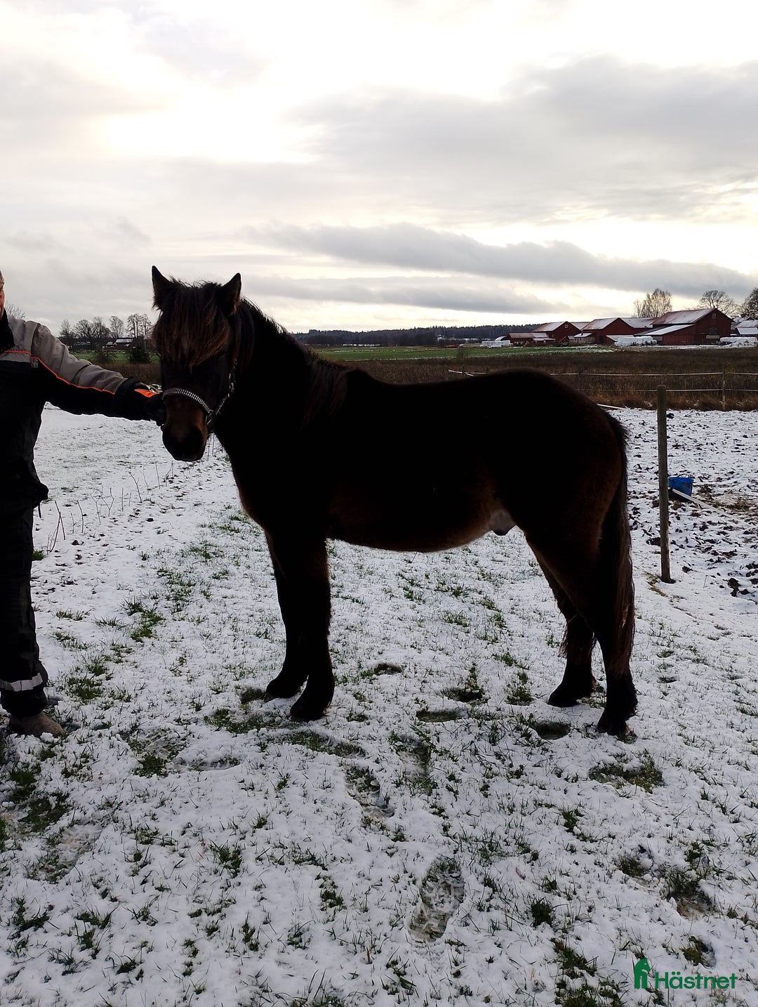 Övrigt hästar till salu: Trevlig kallblodshingst  i Vingåker - Annons 2