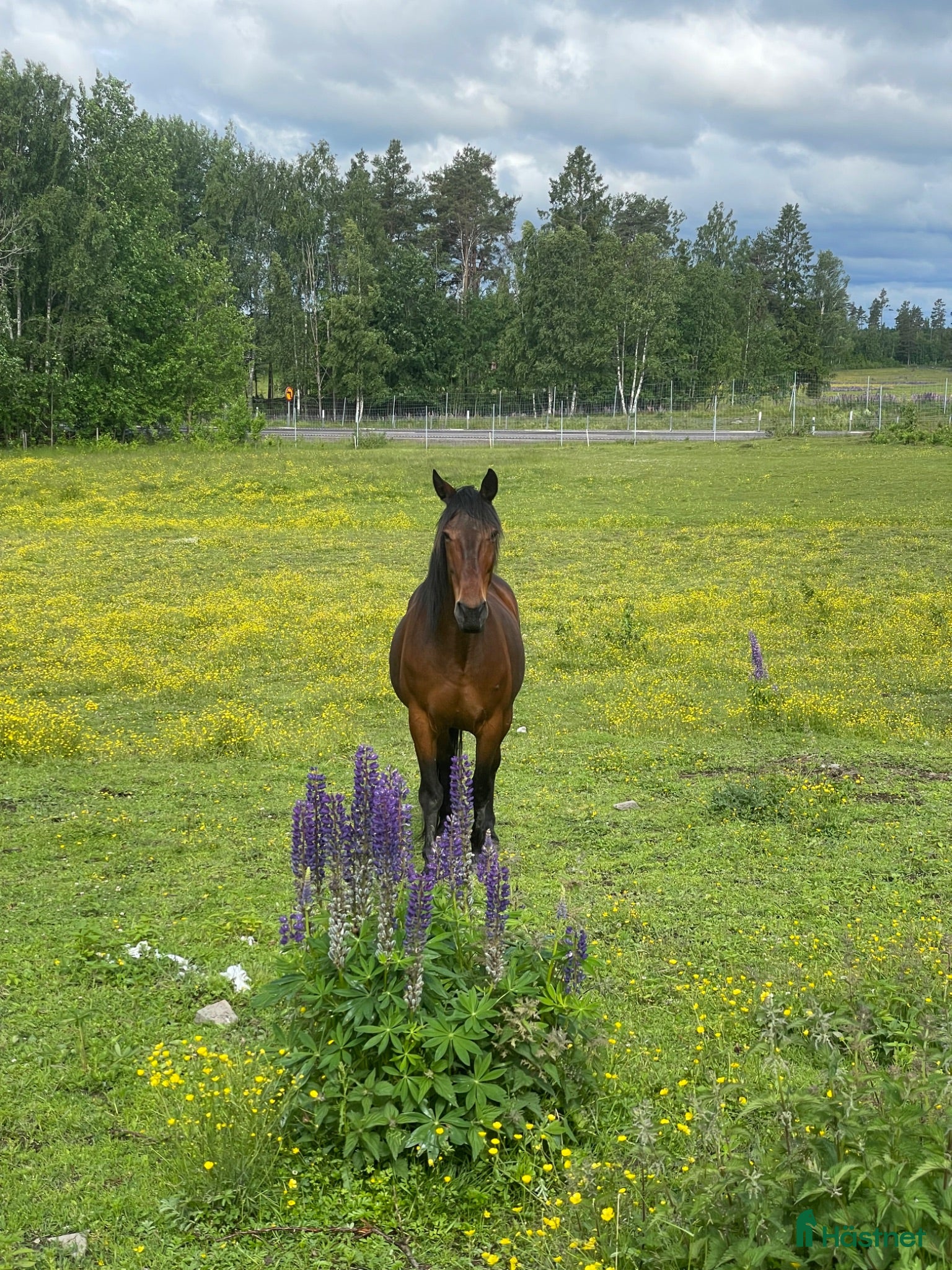  hästar Ridtravare - Annons 7