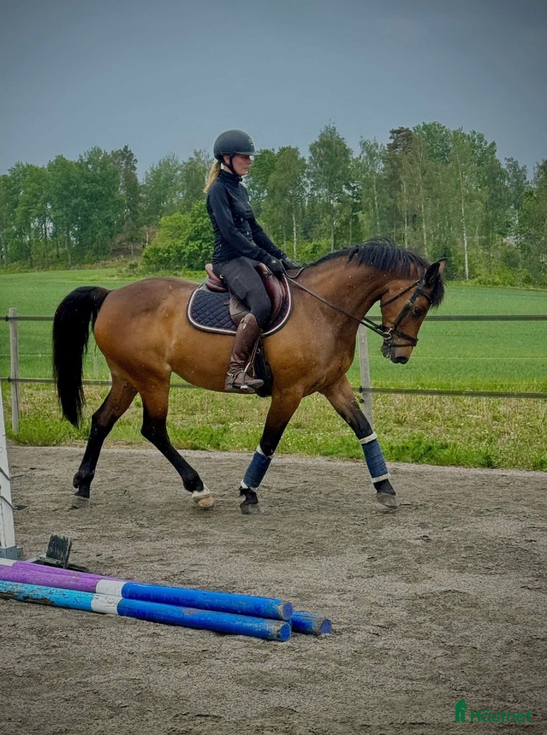 Allround hästar till salu: Trevlig ponny i Björkvik - Annons 2