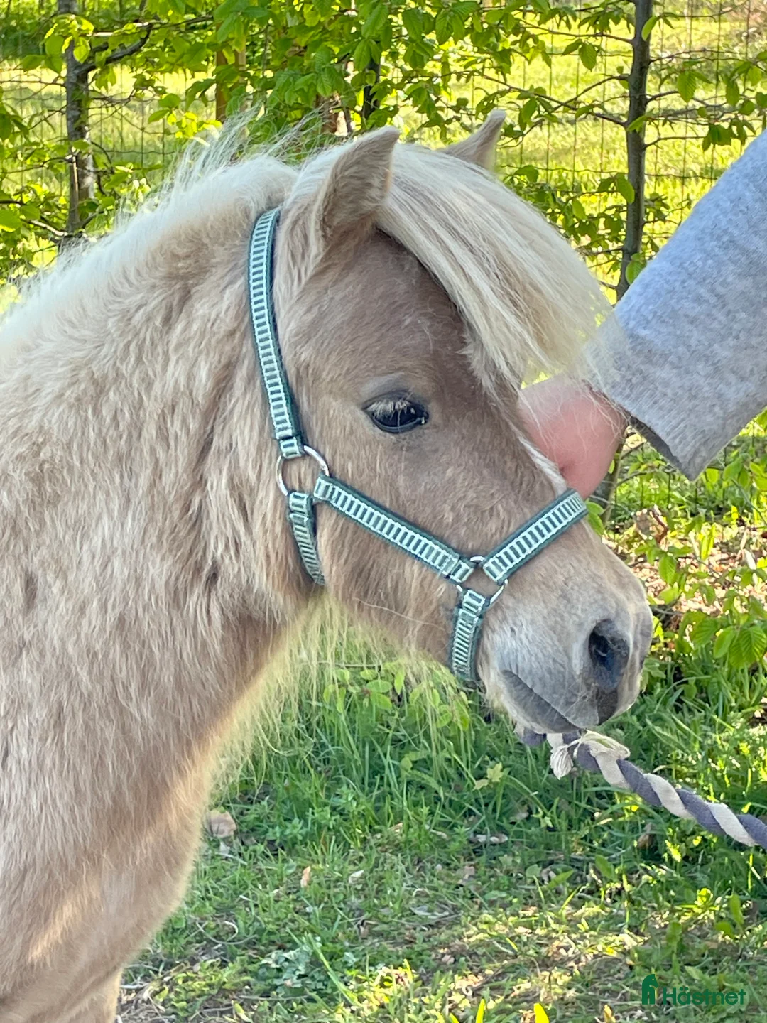 Allround hästar till salu: Mushroom minishetlandssto!  i Heby - Annons 4