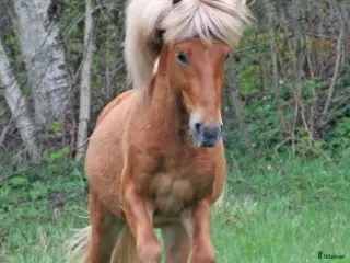 hästar Supersnygging Islänning söker ny utmaning - Annons 11