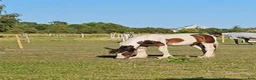 Allround hästar till salu: Supetrevlig irish cob - Annons 3