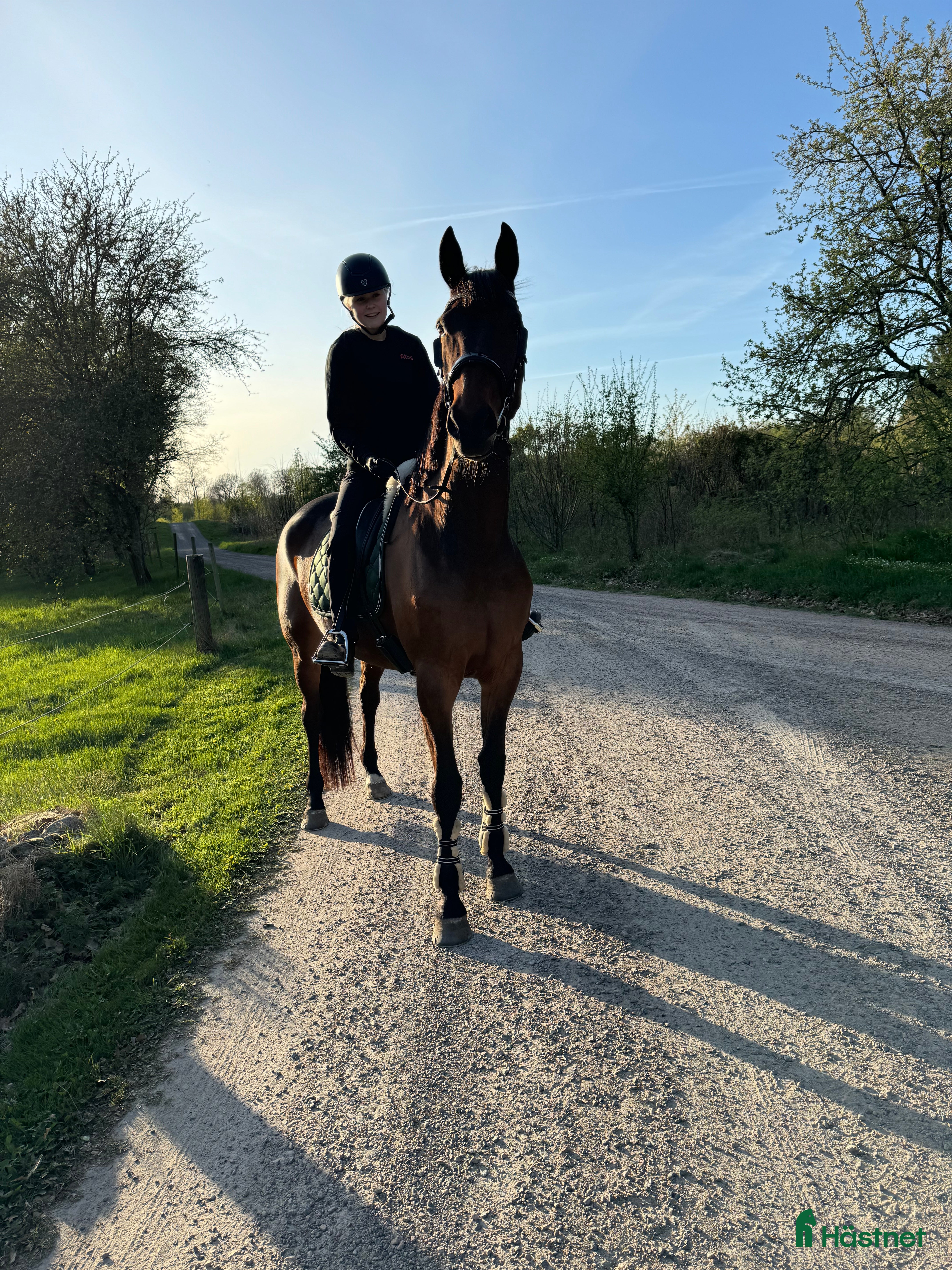  medryttarhäst finnes: Putte söker medryttare/ fodervärd⭐️ - Annons 15