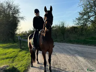 medryttarhäst finnes: Putte söker medryttare/ fodervärd⭐️ - Annons 15