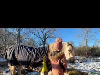 foderhäst Trygg ponny sökes - Annons 8