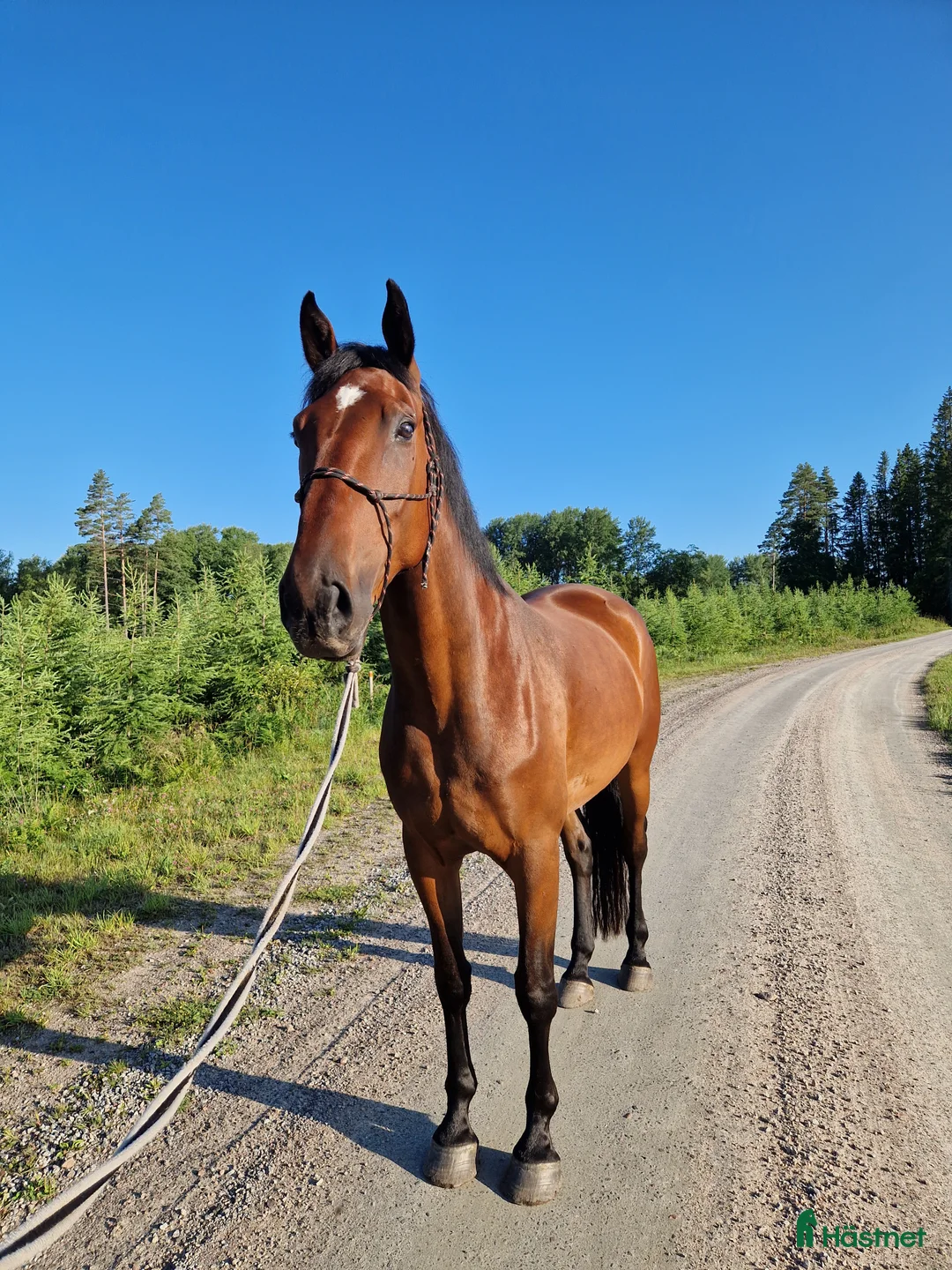 Allround hästar till salu: Stor och snäll valack säljes - Annons 3