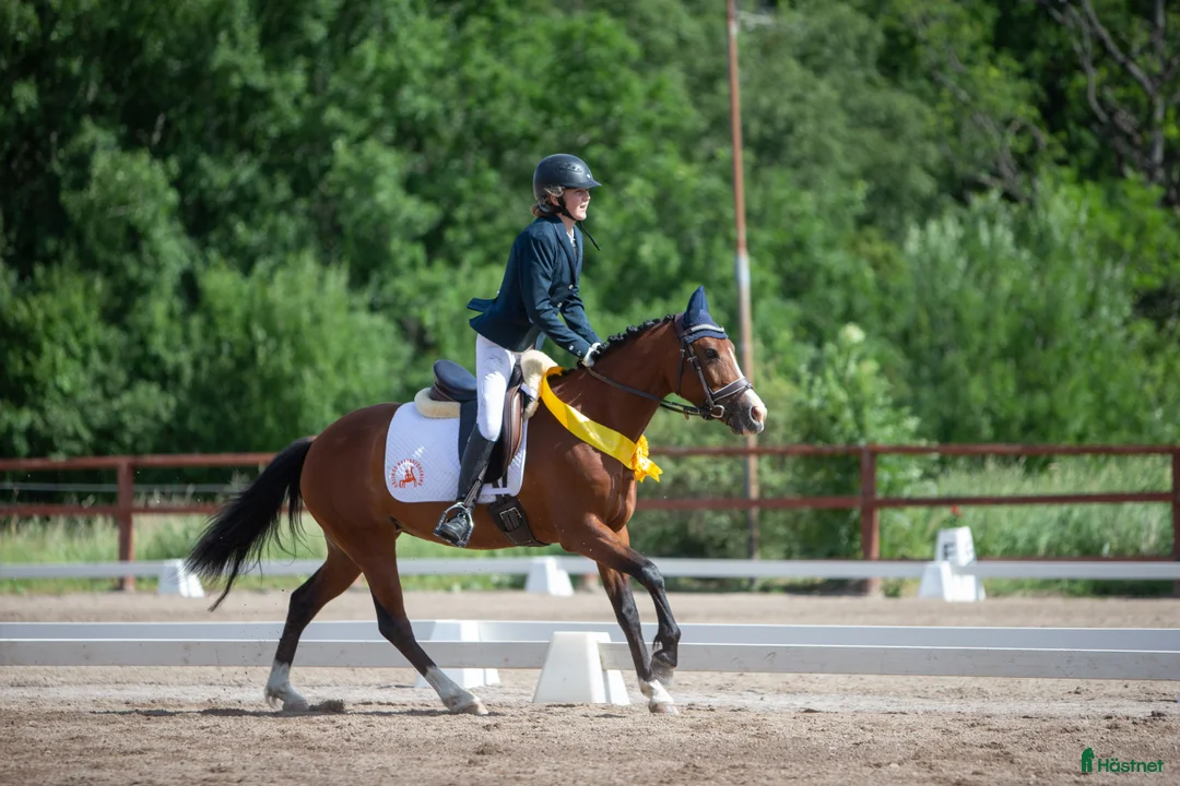 Dressyr hästar till salu: Snäll och välutbildad dressyrtalang, FEI-kvalad  - Annons 2