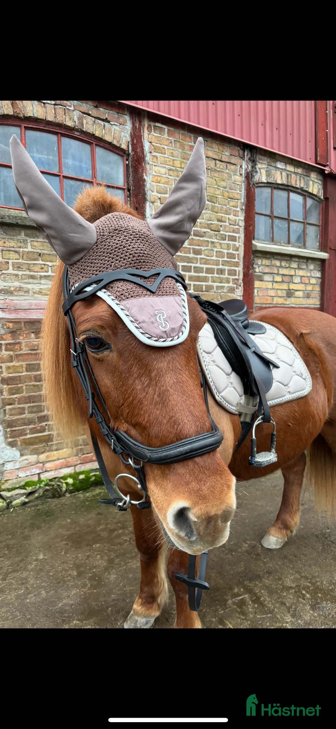 Schabrak & Vojlockar hästutrustning till salu: Ps of Sweden set beige  i Blentarp - Annons 1