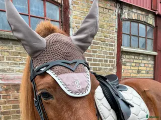 Schabrak & Vojlockar hästutrustning Ps of Sweden set beige i Blentarp - Annons 1