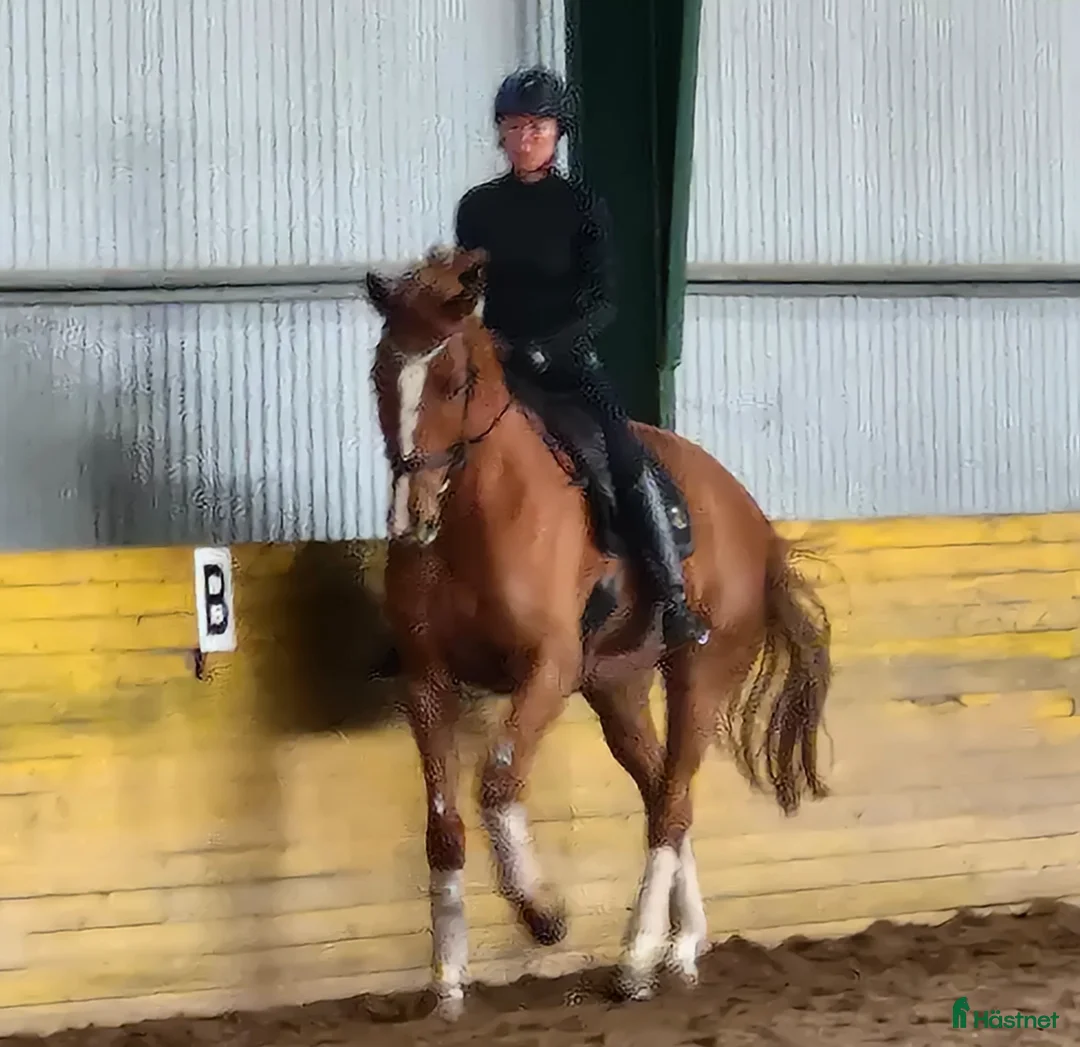 Dressyr hästar till salu: Talangfull valack för träning och tävling  - Annons 1