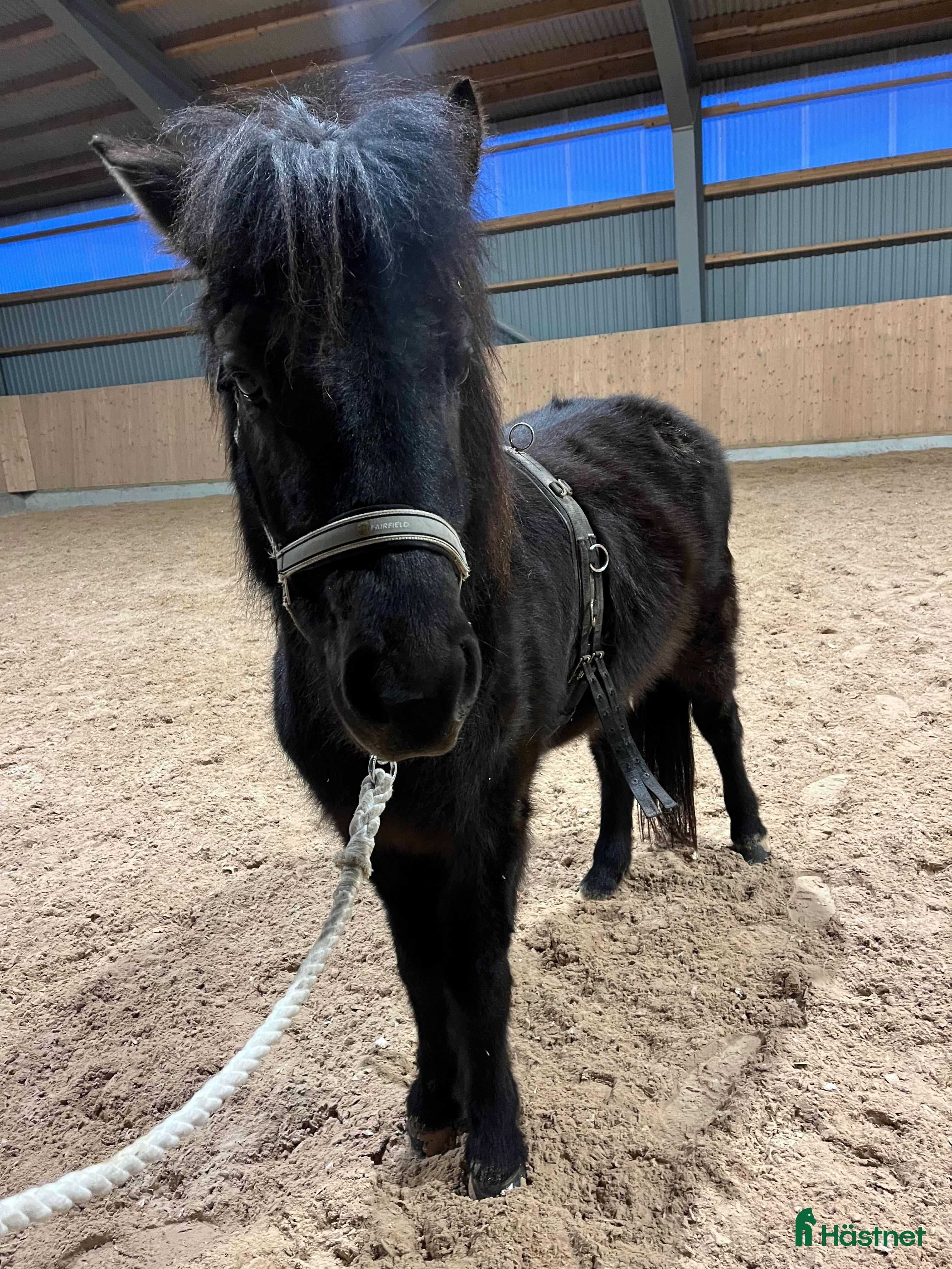  hästar Charmigt sto med fina rörelser  - Annons 1