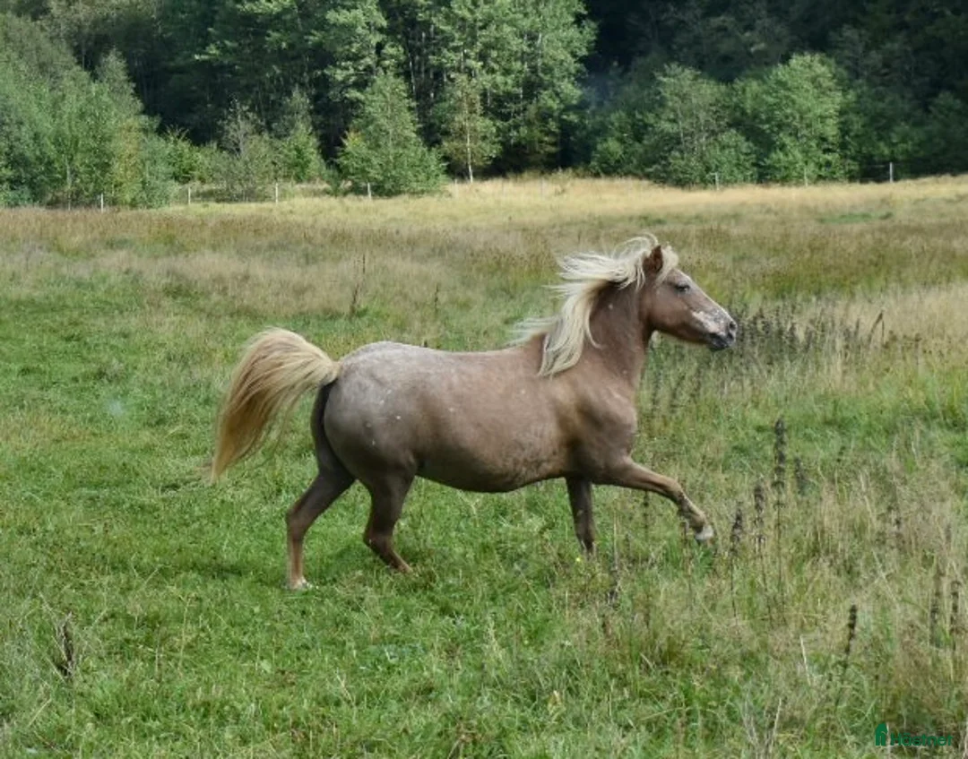 Allround hästar till salu: Betäckt American curly ponny - Annons 5