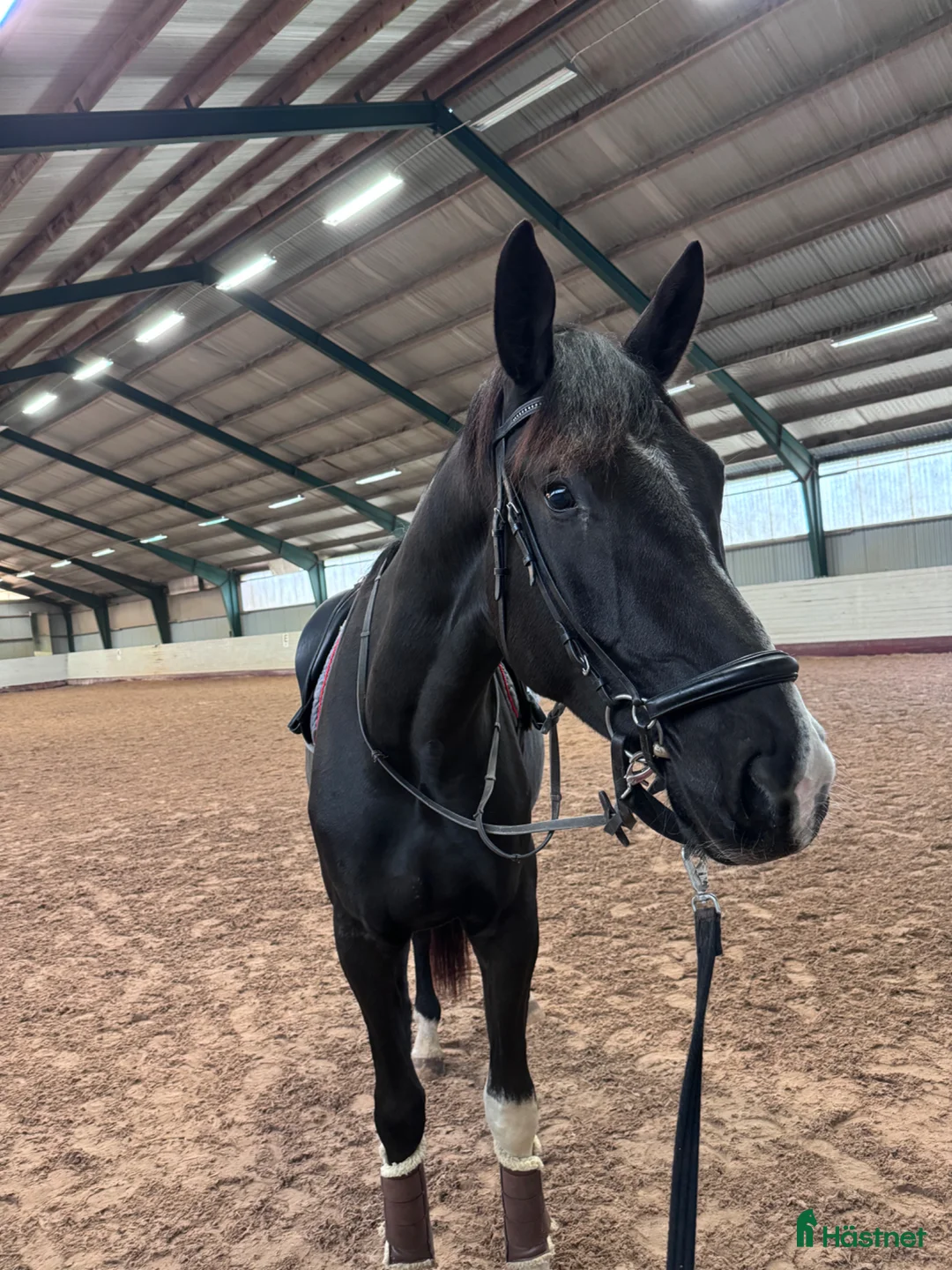 Dressyr hästar till salu: Lovande dressyrämne - Annons 2