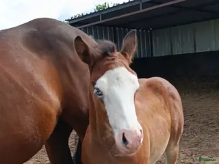 hästar Reining/Ranch horse i Tidaholm - Annons 18
