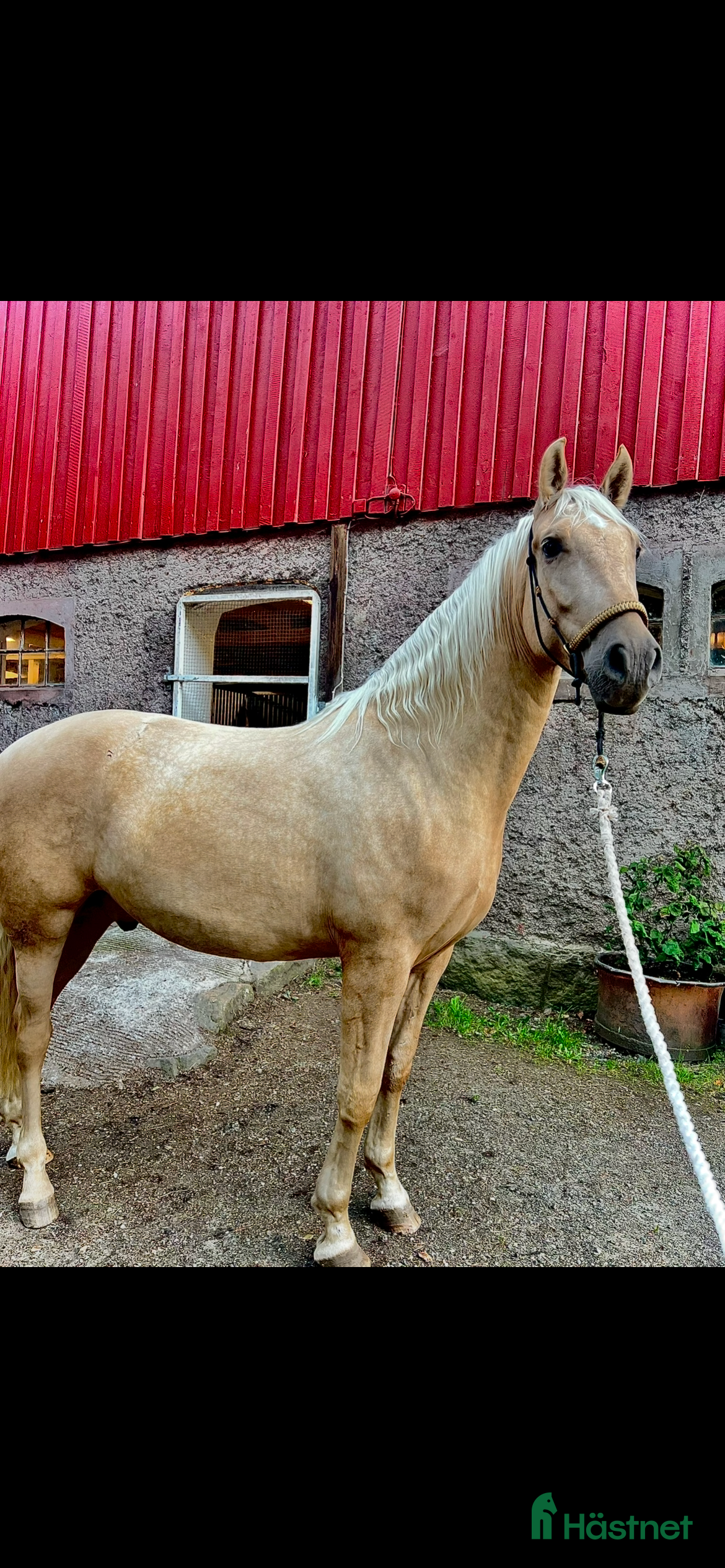 Övrigt hästar till salu: Vacker lyxig PRE med fantastisk potential i Onsala - Annons 2