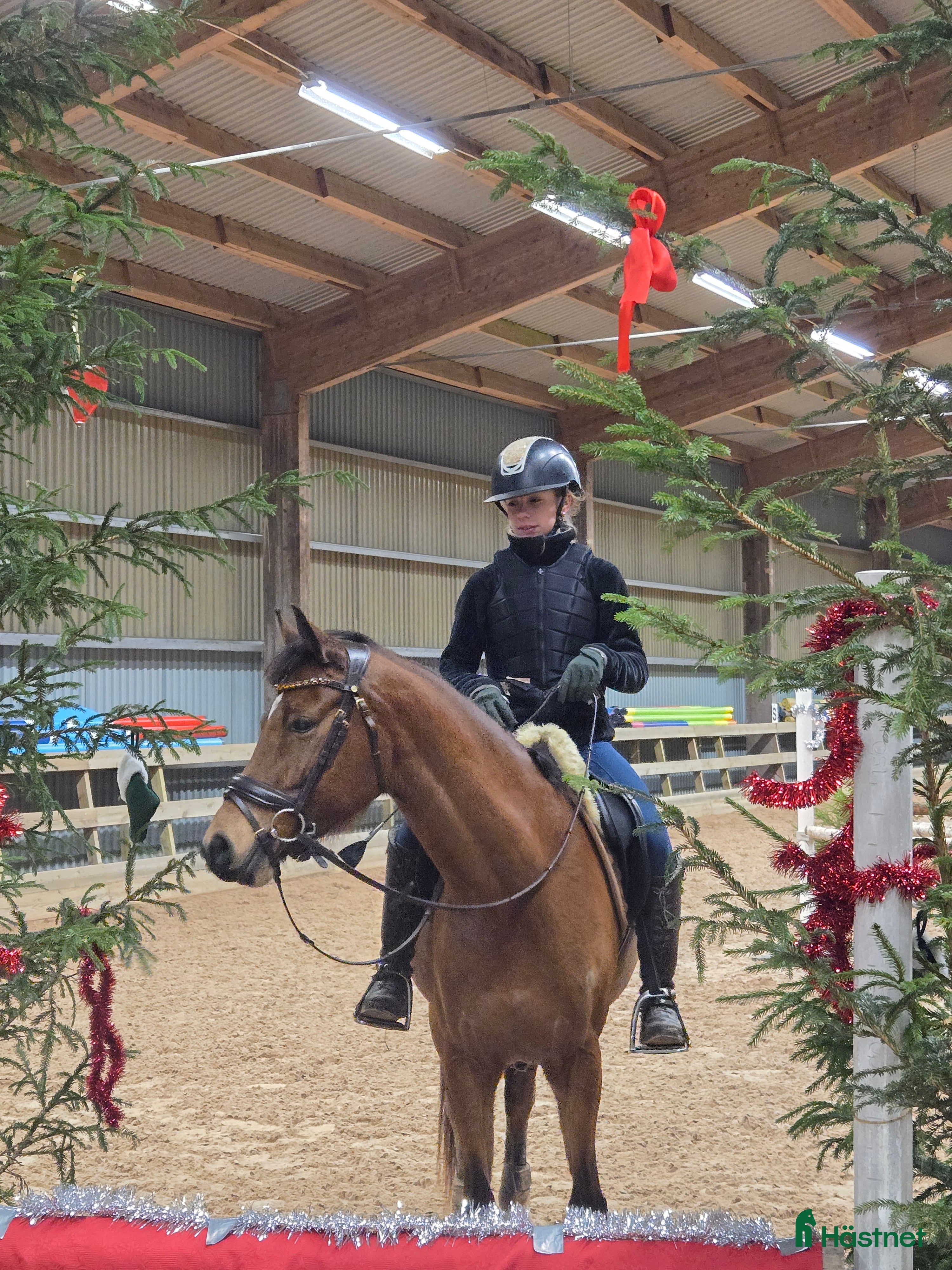  hästar Snygg sportponny  - Annons 10