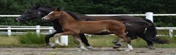 Dressyr hästar till salu: Unik Welsh cob / swb i Partille - Annons 4