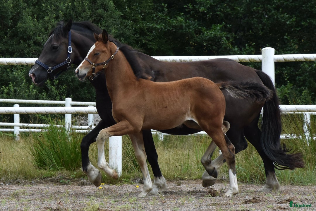 Dressyr hästar till salu: Unik Welsh cob / swb i Partille - Annons 4