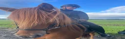 Island hästar till salu: Roði frá Stokkseyri - Annons 7